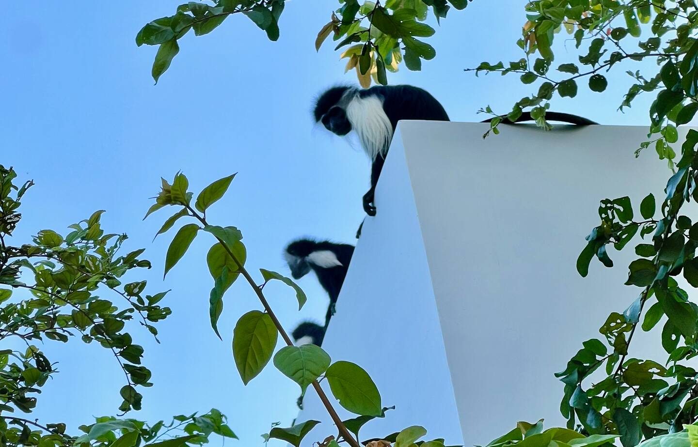 The Ape Escape — photo 75