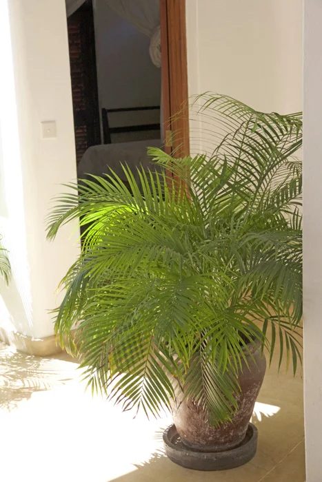 Ayana House, 4BR Mida Forest — photo 19