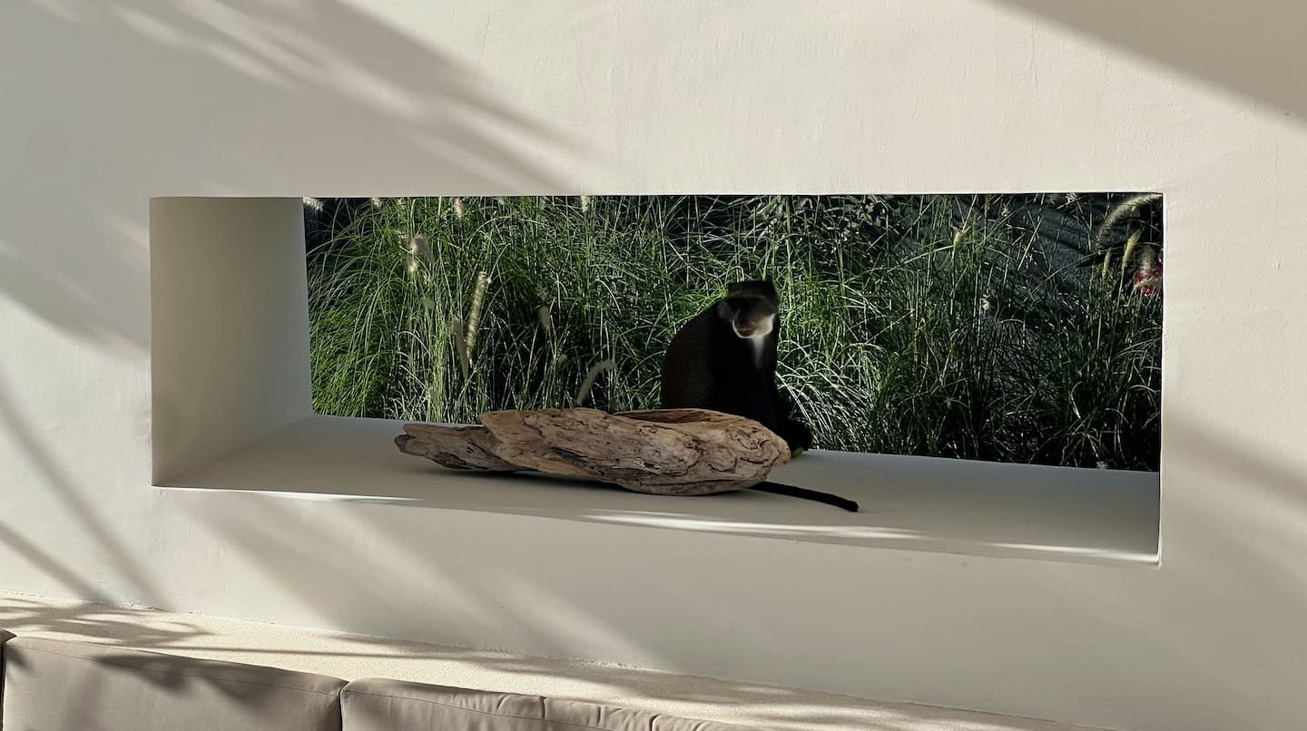 The Ape Escape — photo 77